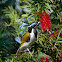 Blue-faced Honeyeater