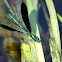 Jewelwing Damselfly