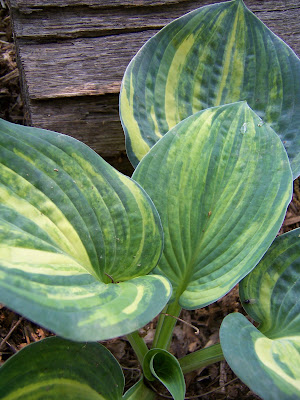 Hosta Ice Age Trail