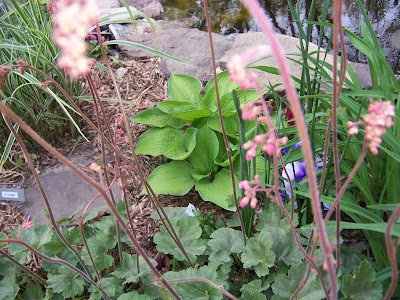 Hosta September Sun