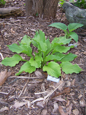 Hosta Lakeside Coal Miner