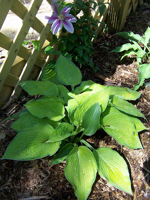 Hosta Inniswood
