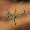 Tent web spider (juvenile)