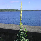 Mullein