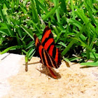 Banded Orange