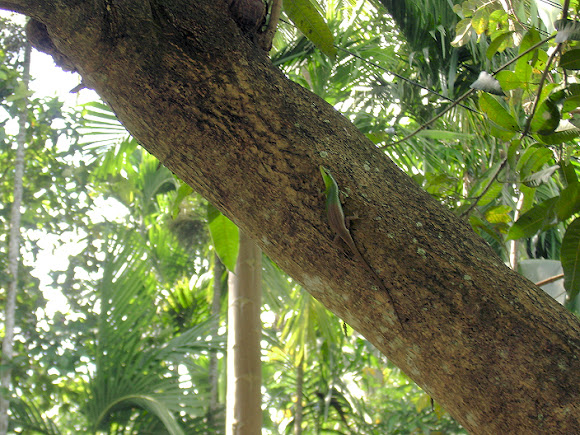 Spotting Image 1