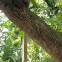 green tree skink