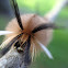 Banded Tussock Moth
