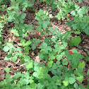Aromatic Sumac