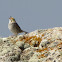 Savannah sparrow