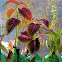 Coleus