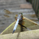 Blue Dasher