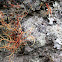 Lichen