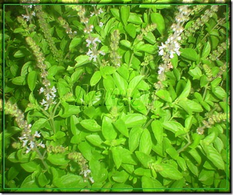 manjericao