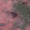 Eastern Pocket gopher