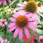 Purple Coneflower