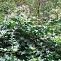 English Ivy