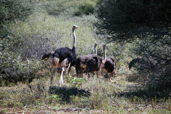 Spotting Image 1