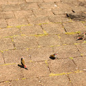 Red-browned Finch (Firetail)