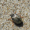 Common Willow Calligrapha