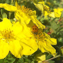 Lady beetle