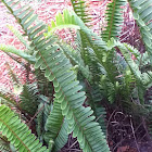 Boston fern