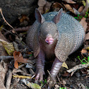 Nine-Banded Armadillo