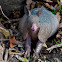 Nine-Banded Armadillo