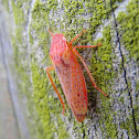 Gyponine Leafhopper