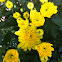 Chysanthemum