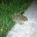 California Toad