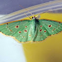 Red-dotted Emerald Moth