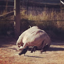 Rhinoceros