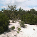 Florida Rosemary
