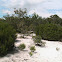 Florida Rosemary