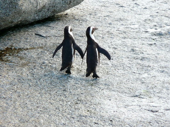 Spotting Image 1