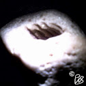 Brachiopod Fossil