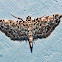 Crambid Moth