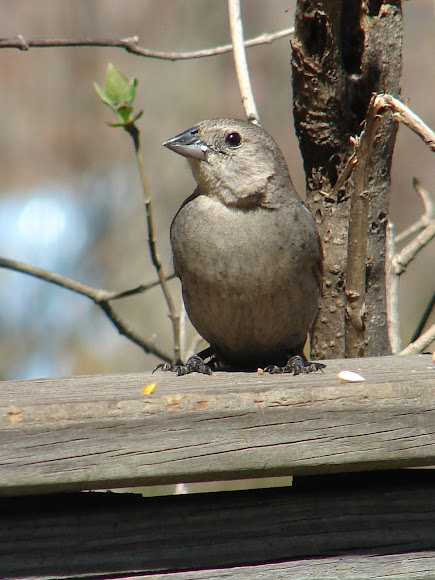 Spotting Image 1