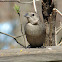 Brown-headed Cowbird (female)
