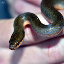 Common Brown Water Snake