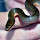 Snakes of South Africa