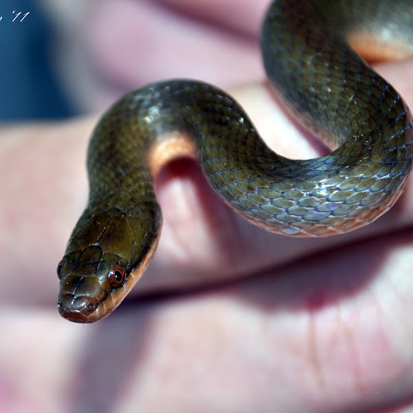 Snakes of South Africa | Project Noah