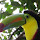 Toucan