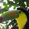 Toucan