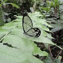 Mariposa de Cristal