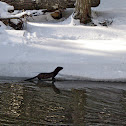 Mink