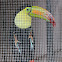 Keel-billed Toucan