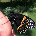 Black Swallowtail