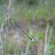 Rambur's Forktail
